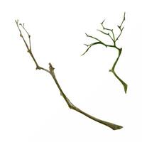 Tree, berry or bush twisted naked branch twig. Spiky stalks buds no leaves, early spring, late autumn or winter. Botanical isolated illustration hand drawn in watercolor. Natural products, bouquets vector