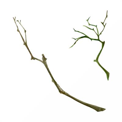 Tree, berry or bush twisted naked branch twig. Spiky stalks buds no leaves, early spring, late autumn or winter. Botanical isolated illustration hand drawn in watercolor. Natural products, bouquets