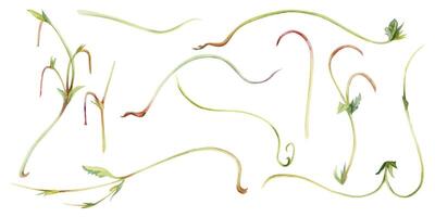Vine tendril creeper of tree berry flower bush plant, arching flowing stem branch twig with small leaves hand drawn in watercolor. Botanical illustration isolated element set. Scrapbooking decoupage vector
