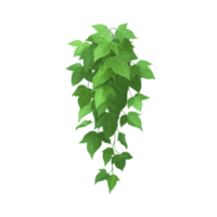 Lush, cascading vine with vibrant green leaves creates natural and refreshing aesthetic. plant trailing foliage adds touch of greenery, perfect for indoor or outdoor decor png