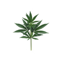 Single green cannabis leaf with multiple pointed leaflets, isolated on transparency background, showcasing its distinct shape and vibrant color png