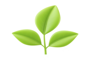 Vibrant green plant with three leaves symbolizes growth and nature. leaves are smooth and glossy, representing freshness and vitality png