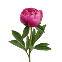 Vibrant pink peony flower with lush green leaves stands elegantly against plain background, showcasing its delicate petals and natural beauty png