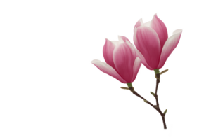 Pink magnolia flowers on branch with delicate petals and soft gradient of pink and white, symbolizing beauty and elegance. background is transparent, highlighting flowers png