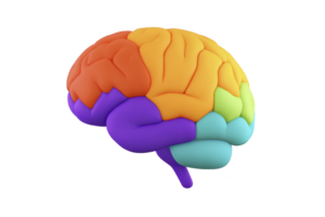 Colorful 3D illustration of human brain, showcasing different regions in vibrant hues, symbolizing creativity and diversity in thought processes png