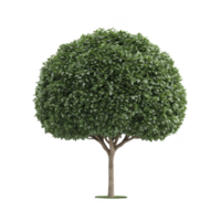 Lush, round shaped tree with dense green foliage and slender trunk stands isolated on transparency background, showcasing its vibrant and healthy appearance png