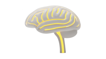 3D illustration of human brain with glowing yellow lines highlights neural pathways, symbolizing intelligence and creativity. transparency background emphasizes brain structure png