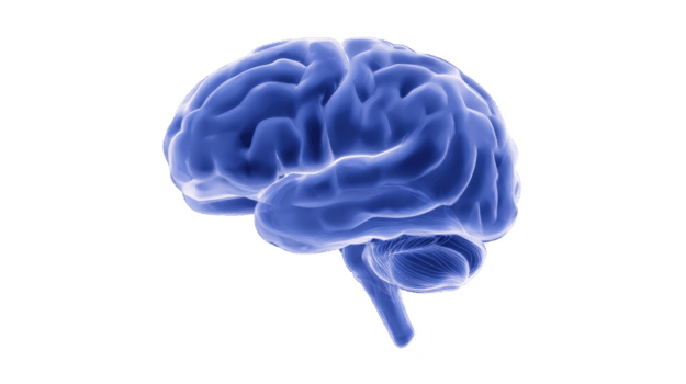 glühend Blau Mensch Gehirn Illustration Transparenz Hintergrund, präsentieren neural Wege und Gehirn Struktur. Bild Highlights Komplexität und Kompliziertheit von Mensch Gehirn, hervorrufen Sinn von Wunder png