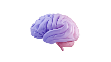 3D illustration of human brain in gradient shades of purple and pink, showcasing its intricate structure and design. image highlights brain complexity and beauty png
