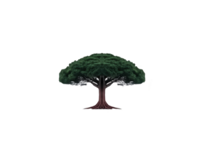 Large, lush tree with thick trunk and expansive green canopy stands alone against transparent background, symbolizing nature and growth png