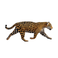 Majestic jaguar with striking spotted coat walks gracefully, showcasing its powerful build and keen focus. intricate pattern of its fur highlights beauty and strength of this wild feline png