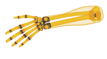 Digital illustration of human hand and forearm skeleton in transparent yellow style, showcasing bones and joints in detailed and educational manner png