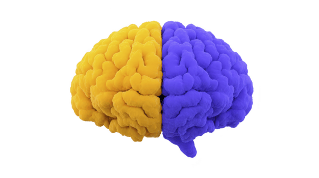 vibrante, colorato cervello modello con uno emisfero nel giallo e altro nel viola, simboleggiante creatività e logica. contrastante colori evidenziare cervello doppio funzioni png