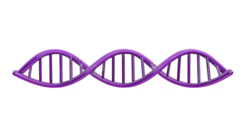 Purple DNA helix model with smooth, curved structure, representing genetic science and molecular biology. vibrant color adds modern and educational appeal to design png