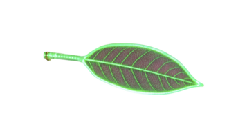 Single green leaf with visible veins and glowing outline creates vibrant and striking visual effect. leaf intricate vein pattern is highlighted, adding sense of natural beauty png