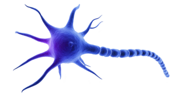 Detailed 3D illustration of neuron cell with glowing blue and purple body, showcasing its complex structure including dendrites and axon. image highlights intricate design of neural cells png