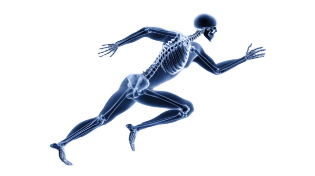 bild visar digital illustration av mänsklig skelett i löpning utgör, highlighting skelett- strukturera och rörelse dynamik. transparent effekt understryker ben och lederna png