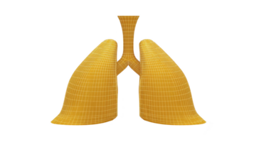 3D model of human lungs with wireframe overlay, showcasing anatomical structure and design. model is colored in yellow, highlighting bronchial tubes and lung lobes, ideal for educational purposes png