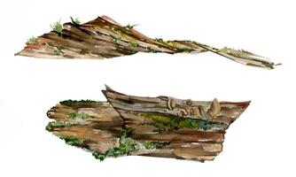 Fallen tree trunk log bark covered in moss lichen fungus growth. Forest woodland floor detritus biodiversity habitat. Single element watercolor hand drawn illustration. Botanical study, wildcrafting vector