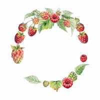 Raspberry wreath, ripe garden berries leaves on stalks, hand drawn in watercolor. Dewberry cloudberry mulberry loganberry tayberry. Isolated circle frame illustration. Wedding stationery florist shop vector