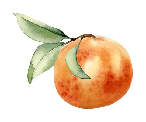 Grapefruit on leafy stem watercolor illustration isolated on white. Whole orange and leaves hand drawn. Ripe Citrus fruit painted botanical style for design packaging, label product, aroma cosmetic.