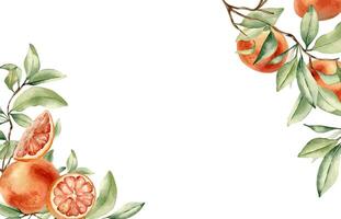 Grapefruit tree branch and citrus fruits corner border by watercolor on isolated background. Fresh summer frame with ripe citrus plant, leaves hand drawn botanical sketch for packaging, invitation. vector