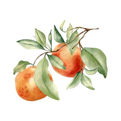 Ripe grapefruits on branch by watercolor illustration isolated. Leaves of citrus tree and red orange hand drawn. Leafy Sprig of ruby red fruit painted in botanical sketch. Citrus Paradisi plant.
