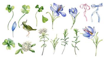 Clover, crocus and wild rosemary watercolor clipart hand drawn. Set of white blue flowers isolated. Painted bird, ribbon bow and blooms. Spring flora, lucky shamrock for design Easter, St. Patrick. vector
