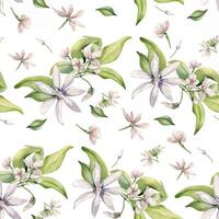 Jasmine blooms, buds, leaves levitation watercolor seamless pattern isolated. Pale pink flowers botanical style hand drawn on repeating texture. White blooming plants background for design textile vector