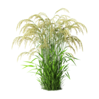 a plant with grass on it, on a transparent background png