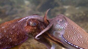 Cuttlefish mating dance video