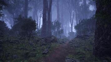 a dark forest with trees and rocks video