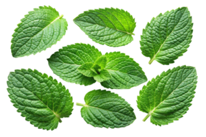 High resolution image of mint leaves with detailed texture, isolated on a clean Transparent Background for creative use png