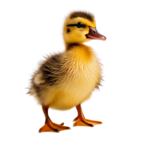 A sleek fluffy duckling standing with tiny webbed feet png