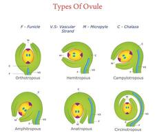 Six Types of Ovules Illustrated Classification and Structure vector