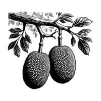 Vintage Jackfruit Tree Branch Illustration with Leaves vector