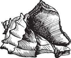 illustration with a seashell. The clam is hand-drawn with a liner, ink pen in black and white graphics. Vintage engraving is suitable for packaging design, posters, marine, beach decor, card vector