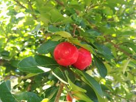 Closeup view of some ripe Malpighia emarginata cherries, an evergreen shrub or small tree with common names include Barbados cherry, acerola, wild crepe myrtle, cereza and cerise. photo
