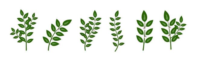 Mani Cai. Katuk Leaves. Sauropus androgynous. Sweetleaf Bush. vector