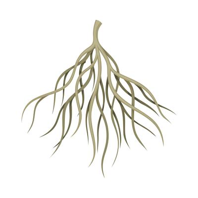 Root of tree, bush or shrub, rootstalk. Botany or dendrology element illustration