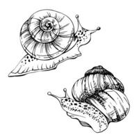 Snail shelled gastropod mollusc slug, slow moving animal. Single element isolated illustration hand drawn in ink. Nature educational posters, gardening guides calendars, cards labels print art vector