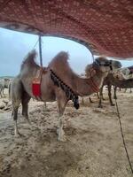 Light Brown Camel Under Patterned Canopy at Qurbani Market photo