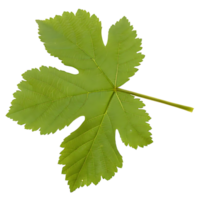 Single Green Grape Leaf on transparent Background png
