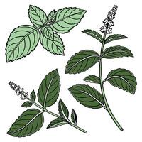 Collection set of Spearmint, In different perspectives vector