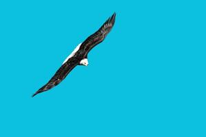 Skyborn Valor Fierce Grace of the Bald Eagle photo