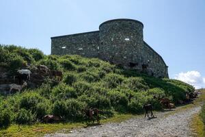 Fort de la Platte with a herd of goats in Bourg-Saint-Maurice photo