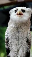 The white-colored Beluk Jampuk is a type of owl from the Strigidae family and the Bubo genus, or is one of several types of owls that can be found in several regions of Indonesia. video