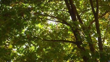 Maple Tree Canopy with Sunlight Filtering Through Leaves video
