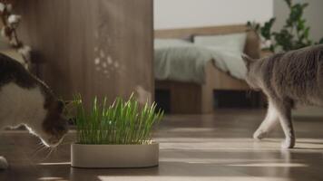 Two cats in cozy home with fresh cat grass video