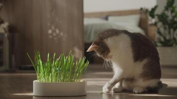 Curious cat playing with fresh grass indoors video